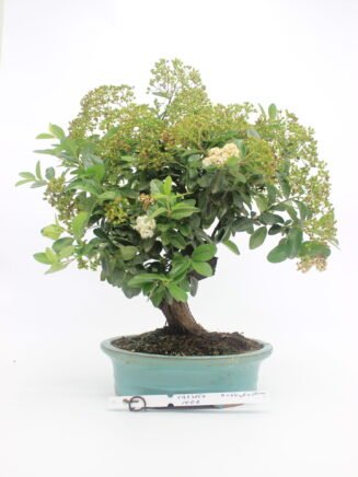 Bonsai dyglainė