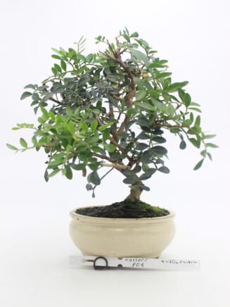 Pistacia bonsai medelis