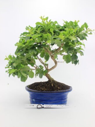 Durantha bonsai