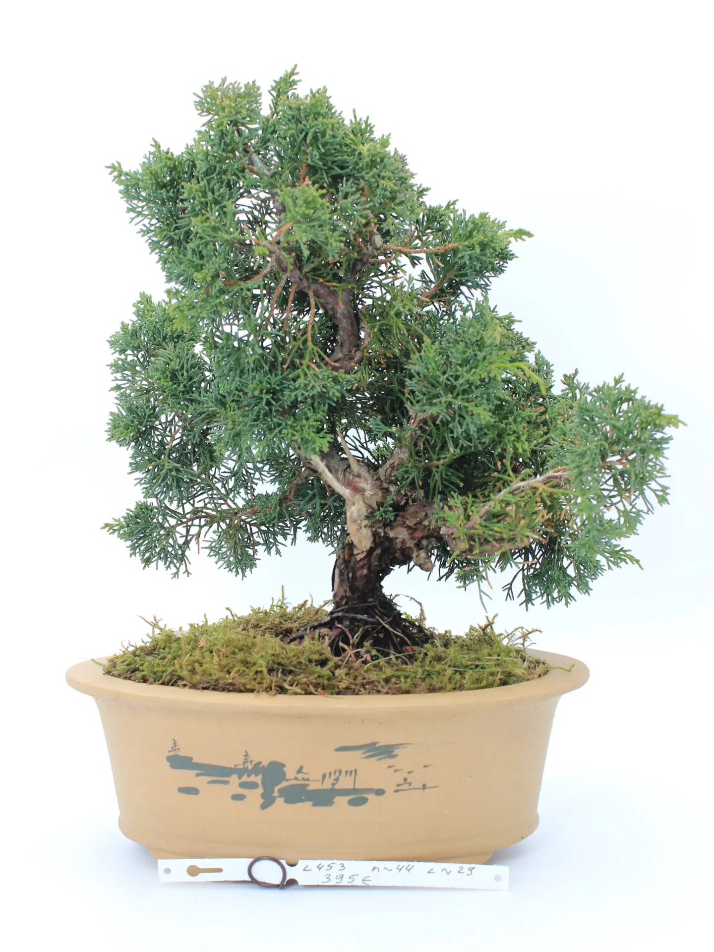 Kininis kadagys (Juniperus chinensis 'Kyushu') bonsai vazone, su tankia žalia laja ir išraiškingu kamienu