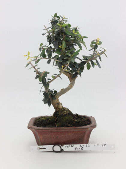 Olea Sylvestris bonsai