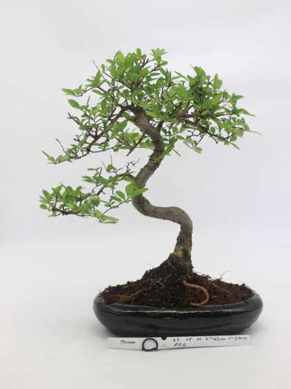 bonsai guoba