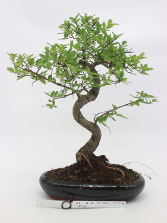 bonsai zelkova