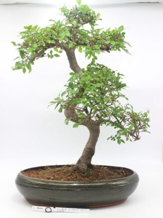 bonsai