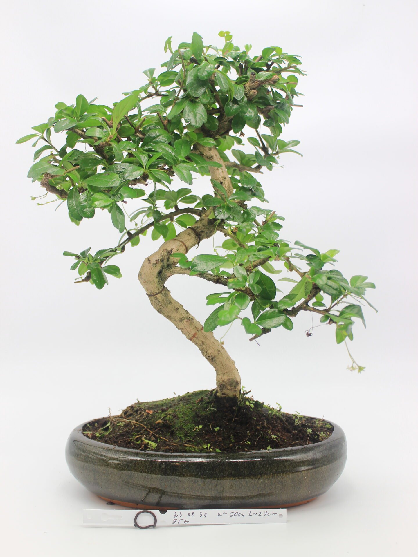 bonsai