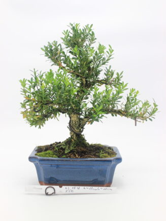 bonsai