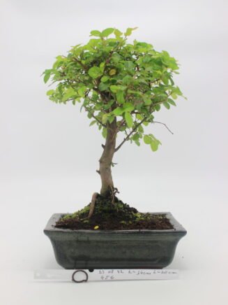 bonsai