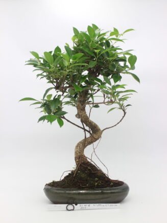 bonsai