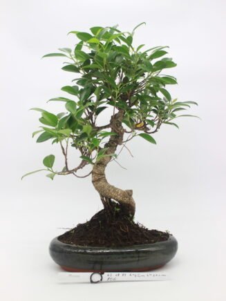 bonsai