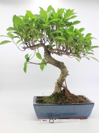 bonsai