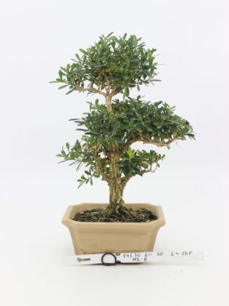 Buxus harlandi