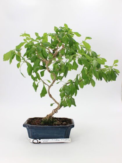 Duranta repens bonsai medelis su purpuriniais žiedais ir tankiais žaliais lapais dekoratyviniame vazone