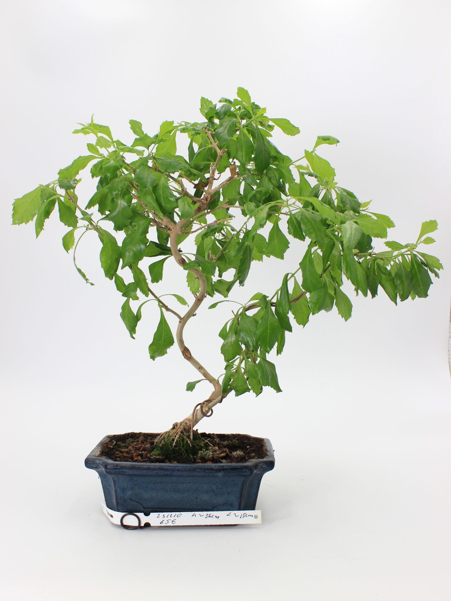 Duranta repens bonsai medelis su purpuriniais žiedais ir tankiais žaliais lapais dekoratyviniame vazone