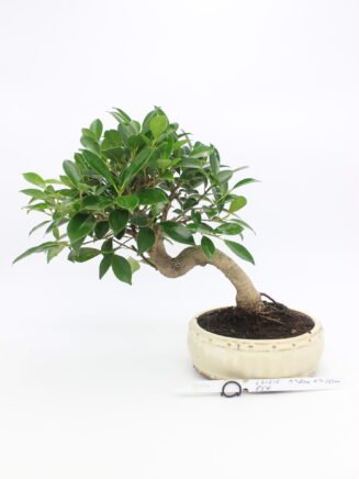 Ficus retusa