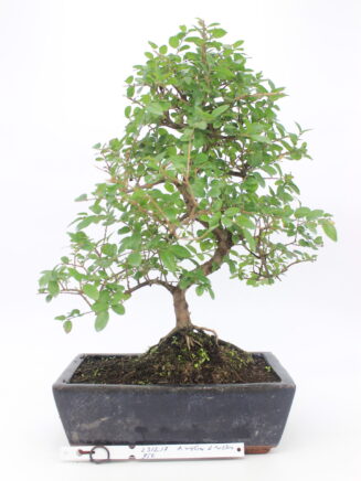 Sageretia bonsai