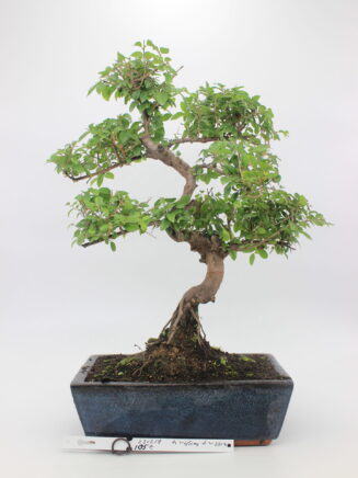 Sageretia bonsai