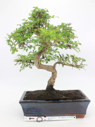 Zelkova bonsai