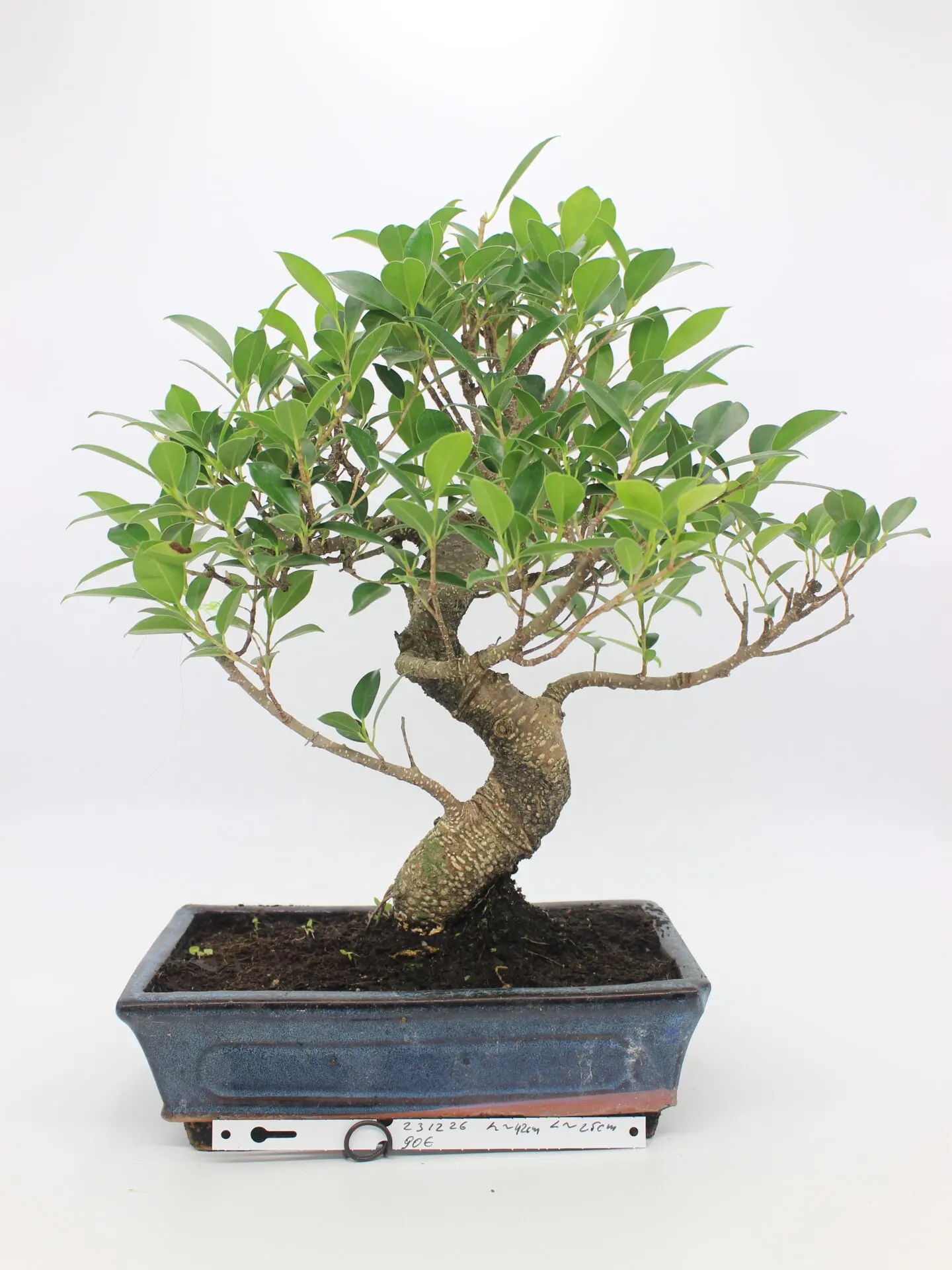 Ficus retusa bonsai