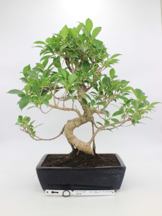 Ficus retusa