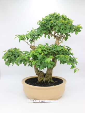 Ligustrum bonsai