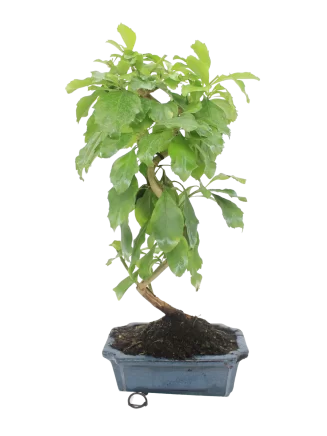 Durantha bonsai