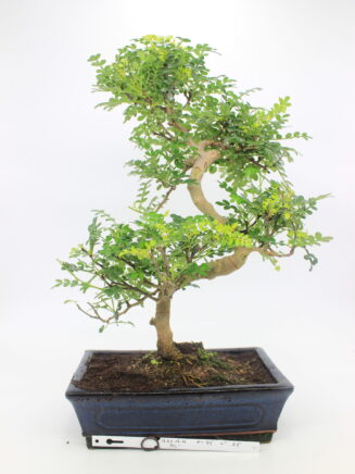 bonsai