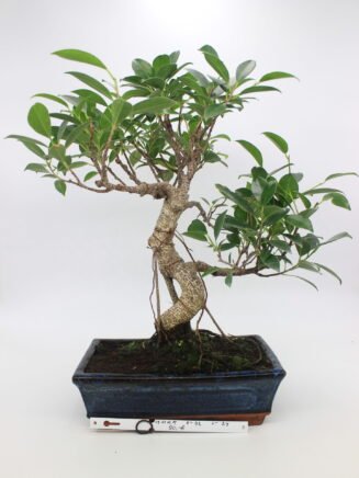 bonsai