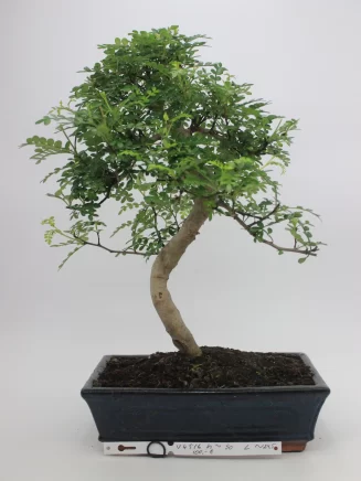 bonsai