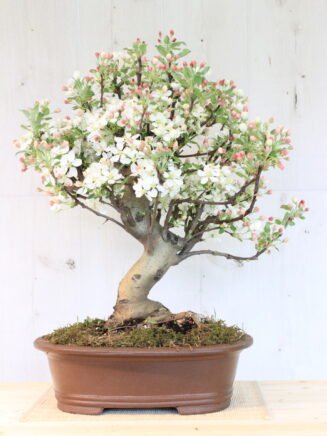 Malus domestica bonsai medelis moliniame vazone, stovintis ant medinio paviršiaus, su žaliais lapais ir smulkiais obuoliukais – subtilus sezoninis augalas, tinkamas auginti balkone ar terasoje.
