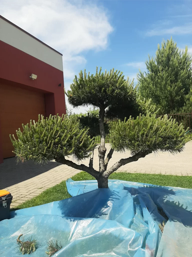 Sodo bonsai medžių formavimas Bonsaisodas.lt