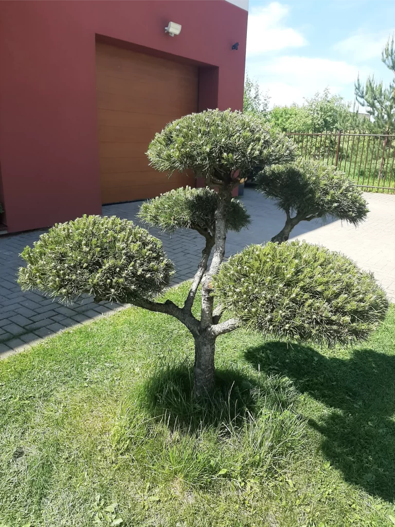 Sodo bonsai medžių formavimas Bonsaisodas.lt