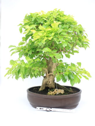 Durantha bonsai