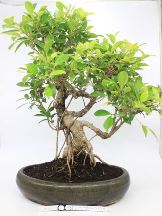 Ficus bonsai