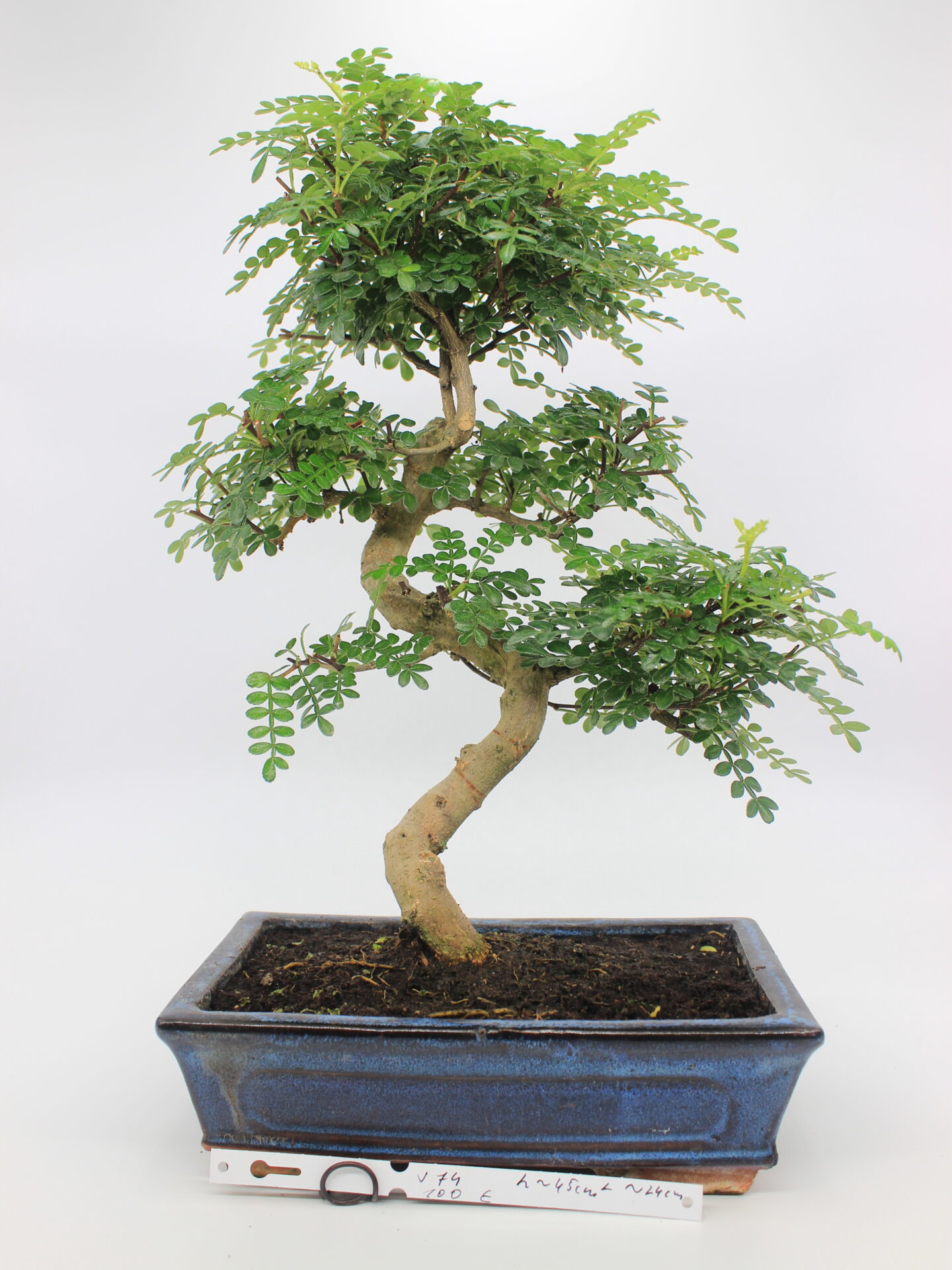 Zanthoxylum bonsai