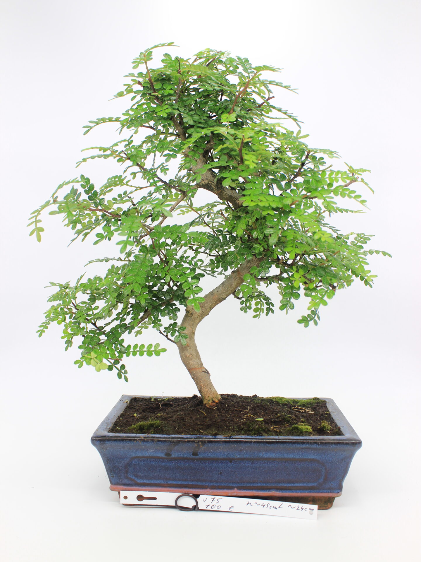 Zanthoxylum bonsai