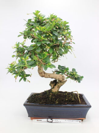 Carmona bonsai