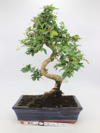 Carmona bonsai