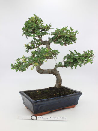 Zelokva bonsai