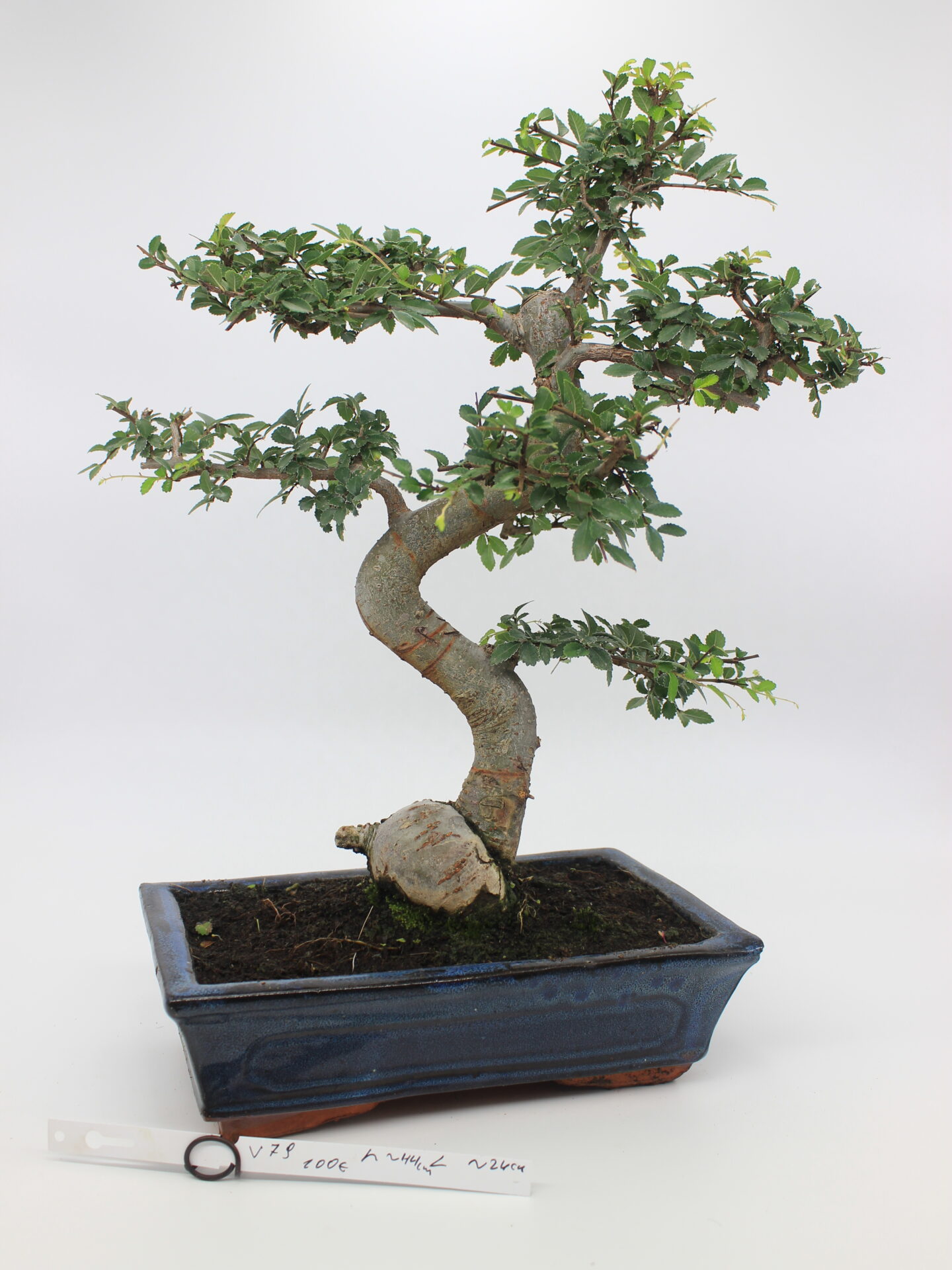 Zelokva bonsai