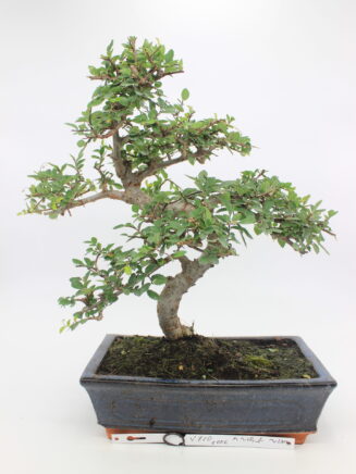 Zelokva bonsai