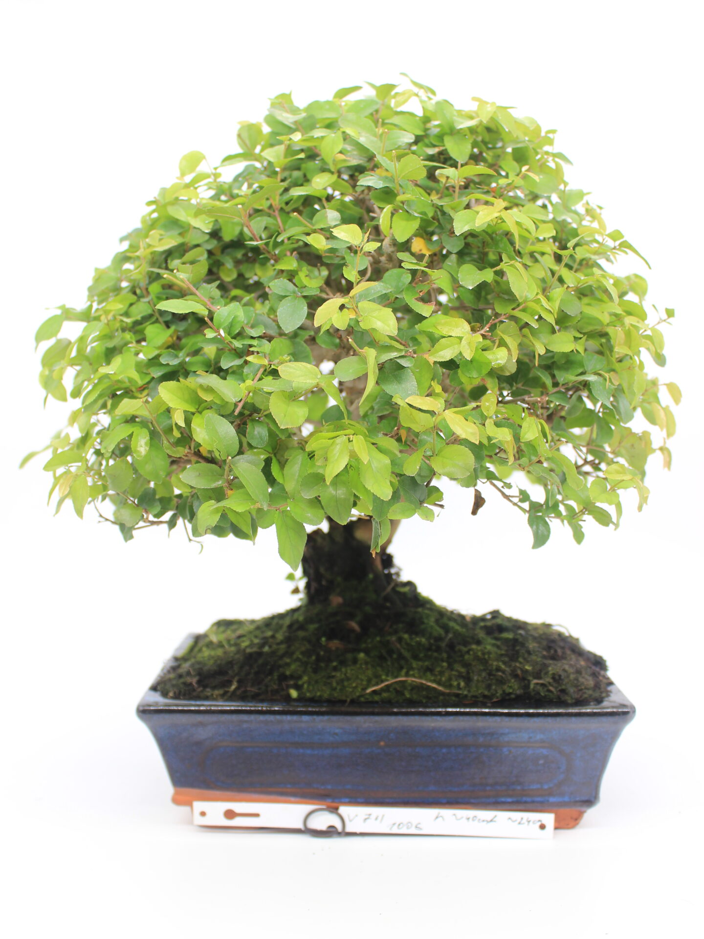 Sageretia bonsai
