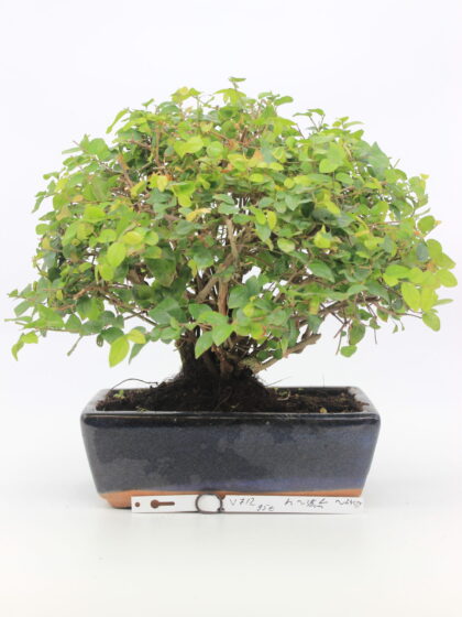 Sageretia bonsai