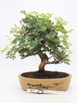 Pistacia bonsai