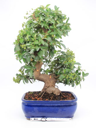 Bonsai