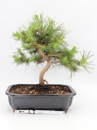 Alepo pušis bonsai medelis vazonėlyje – suskeldėjusi žievė ir elegantiška forma