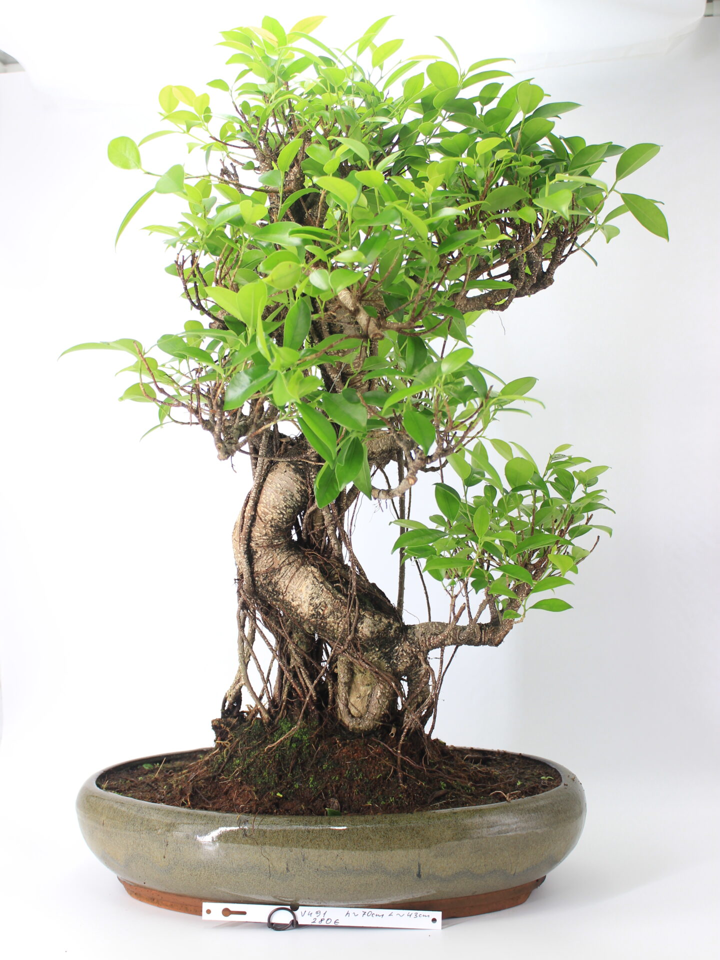 Ficus bonsai