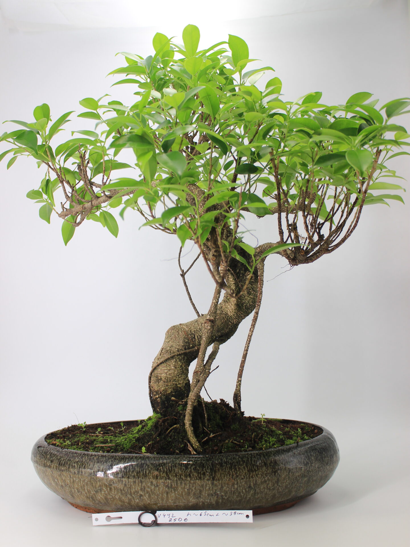 Ficus bonsai