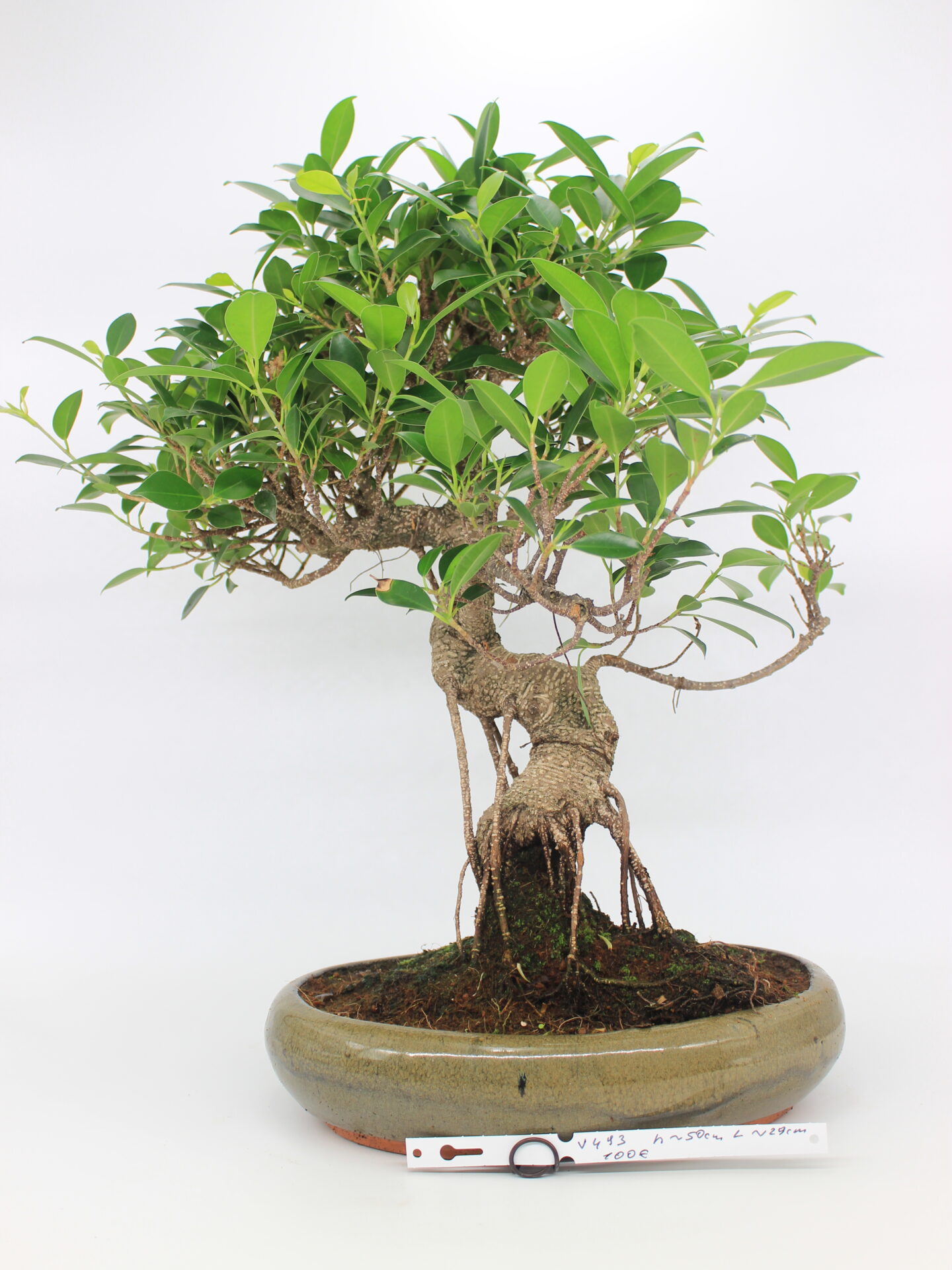 ficus bonsai