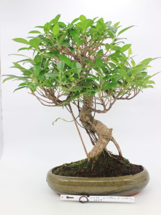 ficus bonsai