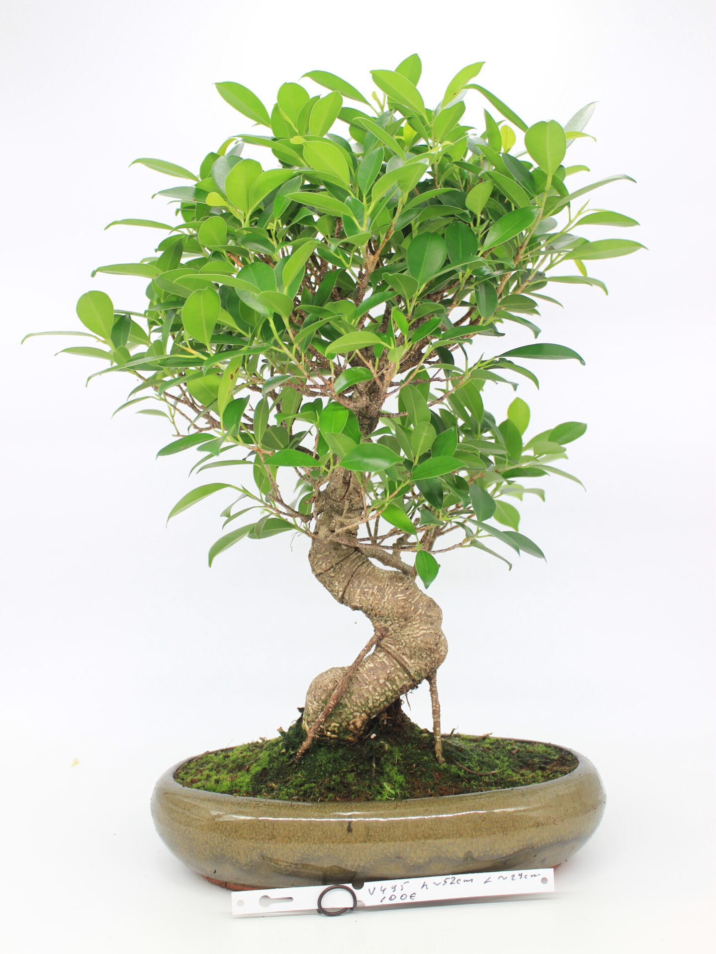 Ficus bonsai